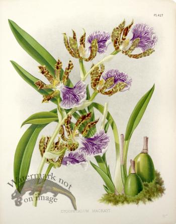 Linden Orchids 15